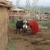 Milk Cow for a Family - $900 - Image 2