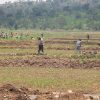 Help them to Farm - $35 - Image 3