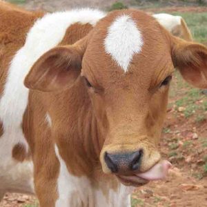Milk Cow for a Family - $900
